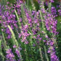 Invasive or Beautiful? by Ken Mullinix