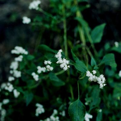 Common Boneset