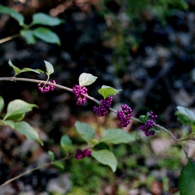 American Beauty Berry