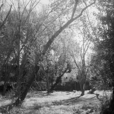 Tress and shadows in Murray Park — Kodak Tri-X 400, developed in Kodak HC-110