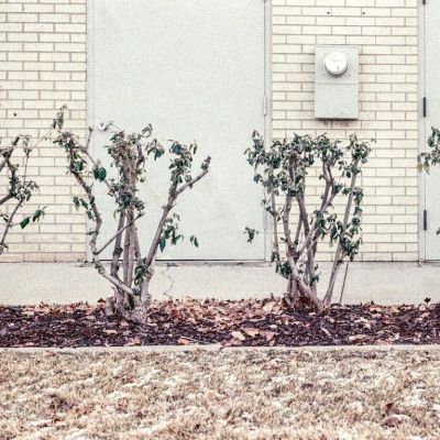 Church shrubs, off season — Ilford Ilfocolor 400, developed in Cinestill Cs41