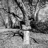 Bend of a tree's shadow by thinbegin