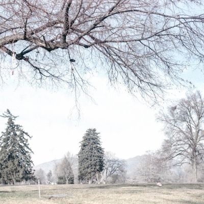 Tree(s) — Ilford Ilfocolor 400, developed in Cinestill Cs41