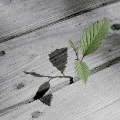 Hope’s Triumph