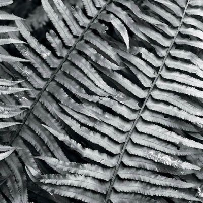 Rainforest Ferns — Kodak Tri-X 400, Linhof Technika IV